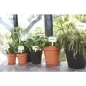 Preview: Elho Pflanzenstift Green Basics S 5er-Set Weiss